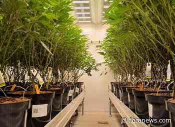 Bosman Van Zaal introduceert Cannabis Grow Container