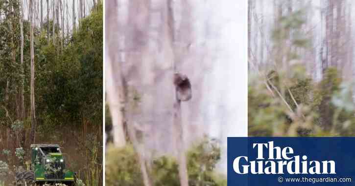 Video shows koalas clinging to trees as gum trees cut down on Kangaroo Island – video