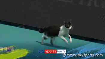 'There's a cat on the court' | Bizarre interruption in the Miami Open!