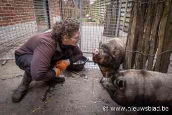 Klauwmevrouw Ragnhild is eerste professionele varkenspootverzorger in Europa