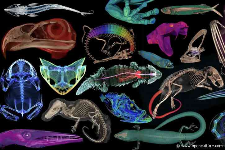 OpenVertebrate Presents a Massive Database of 13,000 3D Scans of Vertebrate Specimens