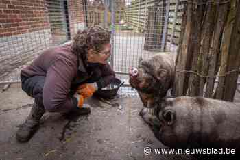 DE GRENS. ‘Klauwmevrouw’ Ragnhild is eerste professionele varkenspootverzorger van Europa: “Uit liefde voor het varken”