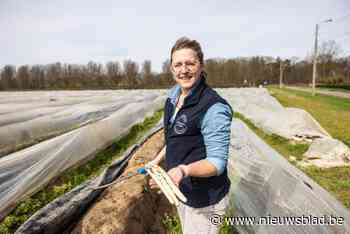 Eerste Limburgse asperges te koop: “Wel prijzig door kleine aanbod en grote vraag”