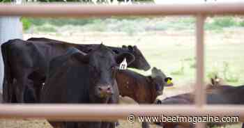 Reducing mature weight and increasing cow productivity