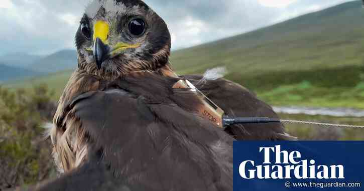 Scottish grouse moors to be licensed in attempt to protect birds of prey