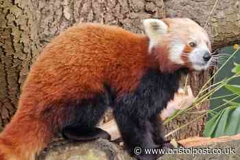 Adorable red panda pictured exploring his new home at Bristol Zoo