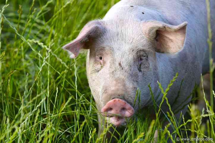 Pig Kidney Transplanted Into Living Person For First Time Ever, Confirm Boston Doctors