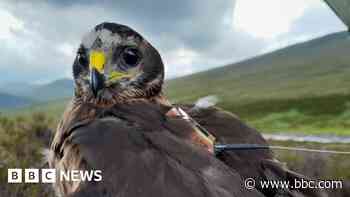 Hen harrier's disappearance treated as suspicious