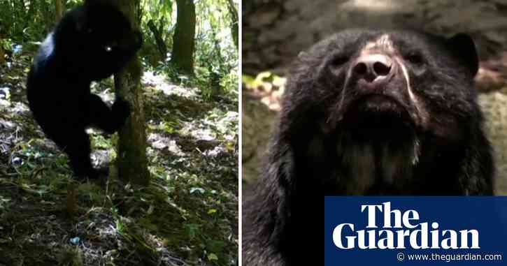 'Paddington' bears spotted in Bolivian forest raise hopes for species' survival – video
