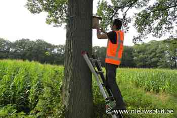 Vooral Kempen hadden (enigszins) last van eikenprocessierups