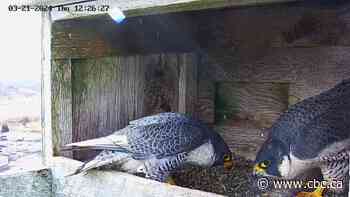 Moncton pair of peregrine falcons ready for their close-up