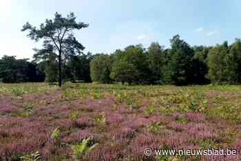 Natuurpunt stelt vrijwilligerswerking voor in Heidebos: “Iedereen die een hart voor de natuur heeft, is welkom”