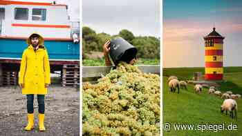 Ostfriesland: Ostfriesen bauen jetzt Wein an - so schmeckt er