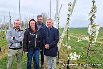 B(l)oeiend Hageland viert tiende editie, net iets vroeger dan gepland: “De bloesems waren ons bijna te snel af”