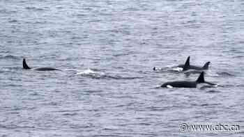 Orca group seen hunting ocean's largest predators: UBC study