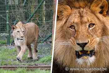 Een week na leeuwendrama is rust weergekeerd in Bellewaerde: “We blijven hopen dat Nestor soort in stand houdt”