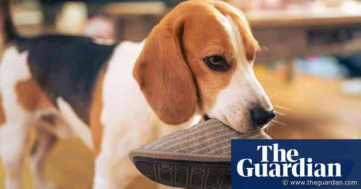 Dogs can understand the meaning of nouns, new research finds