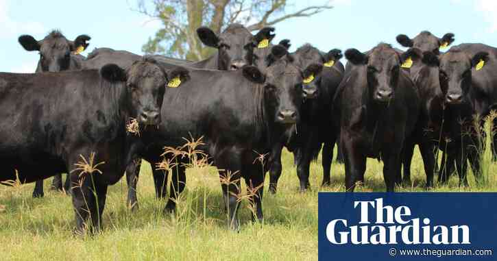 An Australian farmer has held the first carbon-neutral cattle sale – here’s how it works