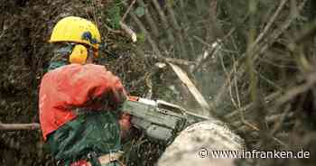 Kreis Kitzingen: Mann wird bei Baumfällarbeiten schwer verletzt