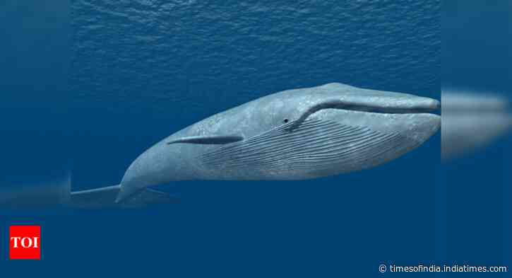 Saved from whaling, blue whales now face threat from global warming, human activities: Study