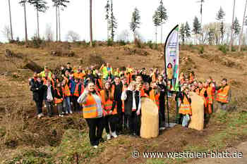 Kronospan-Aktion: Schüler pflanzen 1400 Bäume im Steinheimer Holz