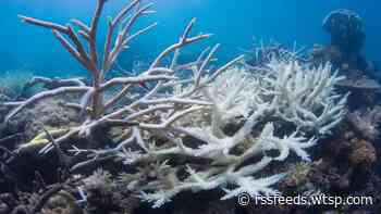 New center puts Tampa Bay-area scientists on leading edge of coral-saving efforts