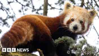 Endangered red panda settling in to new home at zoo
