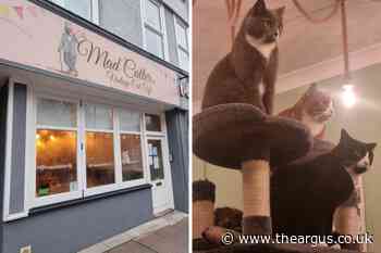 I visited The Mad Catter cat café in Eastbourne
