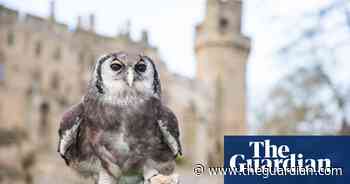 Ernie the owl to retire after 30 years at Warwick Castle