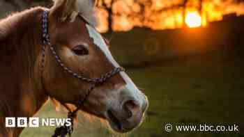 Loose horses continuing to cause road safety issues
