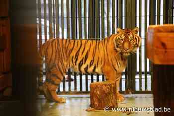 Natuurhulpcentrum vangt tijger uit Frans circus op