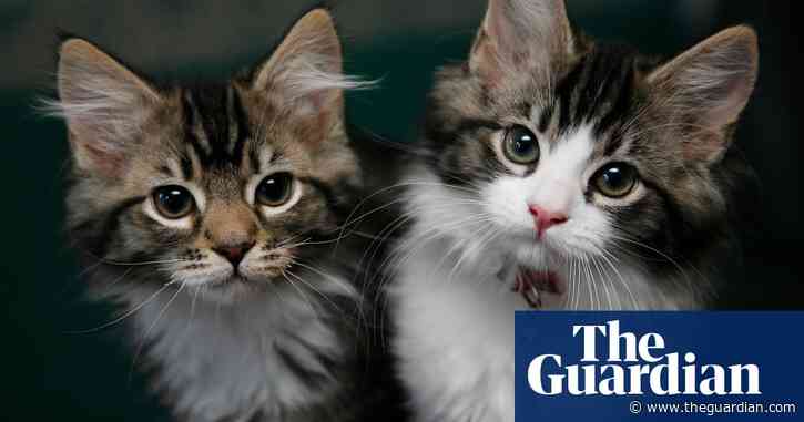 Charity steps in to rehome 300 cats from ‘overwhelmed’ man in Canada