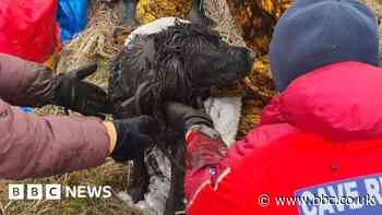 Dog rescued after spending night down 3m hole