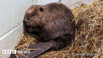 Beaver recovering after washing ashore in Kent