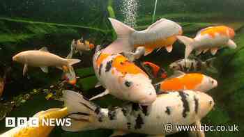 The 'Koi Rescue Man' with 300 fish in his garden