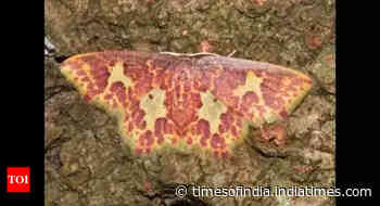 Odours to fight jet lag? Bengal scientists’ research on moths may help find ways