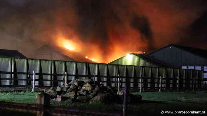 Vierduizend biggen overleden bij stalbrand, politie vermoedt brandstichting