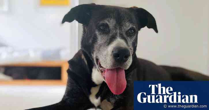 The pet I’ll never forget: Buddy the rescue dog, whose final walk brought him so much joy