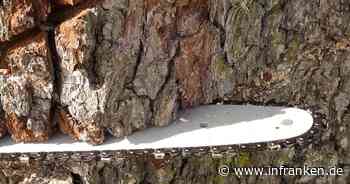Kreis Kitzingen: Mann bei Baumfällarbeiten schwer verletzt