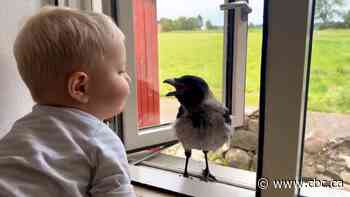 #TheMoment a 2-year-old became friends with a bird named Russell Crow