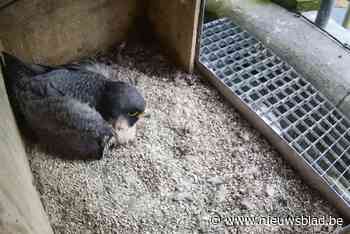 Broedseizoen is opnieuw gestart: “Wase slechtvalken hebben hun nest weer gebouwd”