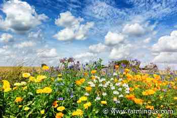 Defra caps six SFI actions which take land out of food production