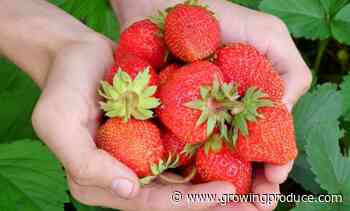 Unique Soil Treatment Technique Boosting Organic Strawberry Yields