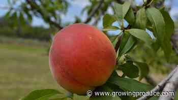 What the Future Holds for Southeast Peach Production