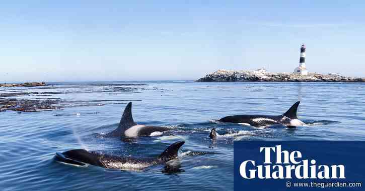 Orca stranded off Canada’s west coast dies despite efforts to save her