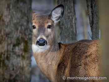 Woman arrested in connection with criminal harassment of Longueuil mayor over deer cull