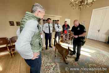 Nieuwe Heistse politiehond Yukon legt eed af bij burgemeester: “Hij krijgt nog opleiding als drugshond”