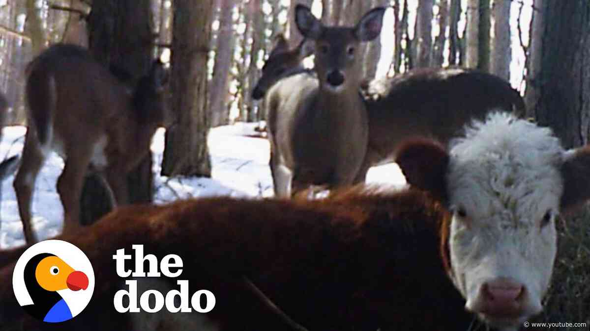 Cow Who Escaped Farm Survives Winter With Wild Deer | The Dodo