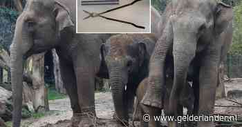 Dankzij Remi werd een stok van 75 centimeter uit de slurf van olifant Yindi gehaald