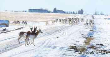 Solar project a threat to pronghorn migration: Alberta wildlife group